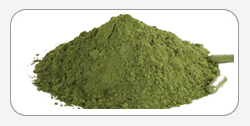 Moringa