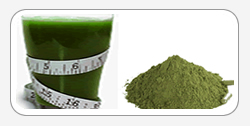 Moringa